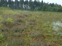 NL, Flevoland, Noordoostpolder, Kuinderbos, 5 Saxifraga-Willem van Kruijsbergen