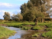 NL, Friesland, Dongeradeel, Zoutkamperplaat 57, Saxifraga-Hans Boll