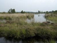 NL, Friesland, Ooststellingwerf, Fochteloerveen 7, Saxifraga-Willem van Kruijsbergen