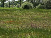 NL, Gelderland, Berg en Dal, De Bruuk 100, Saxifraga-Hans Boll