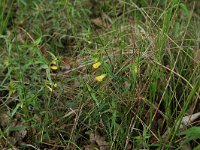 NL, Gelderland, Berg en Dal, De Bruuk 102, Saxifraga-Hans Boll