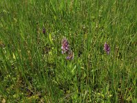 NL, Gelderland, Berg en Dal, De Bruuk 109, Saxifraga-Hans Boll