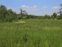 NL, Gelderland, Berg en Dal, De Bruuk 115, Saxifraga-Hans Boll