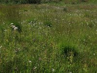 NL, Gelderland, Berg en Dal, De Bruuk 128, Saxifraga-Hans Boll