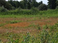 NL, Gelderland, Berg en Dal, De Bruuk 129, Saxifraga-Hans Boll