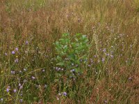 NL, Gelderland, Berg en Dal, De Bruuk 13, Saxifraga-Hans Boll