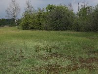 NL, Gelderland, Berg en Dal, De Bruuk 130, Saxifraga-Hans Boll