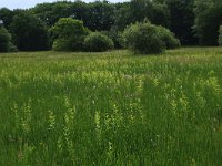 NL, Gelderland, Berg en Dal, De Bruuk 148, Saxifraga-Hans Boll