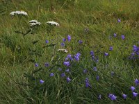 NL, Gelderland, Berg en Dal, De Bruuk 15, Saxifraga-Hans Boll