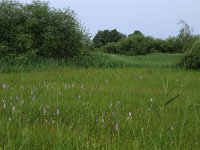 NL, Gelderland, Berg en Dal, De Bruuk 150, Saxifraga-Hans Boll