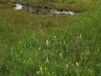 NL, Gelderland, Berg en Dal, De Bruuk 157, Saxifraga-Hans Boll