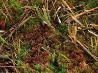 NL, Gelderland, Berg en Dal, De Bruuk 160, Saxifraga-Hans Boll