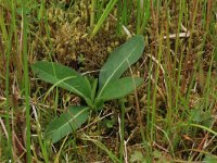 NL, Gelderland, Berg en Dal, De Bruuk 180, Saxifraga-Hans Boll