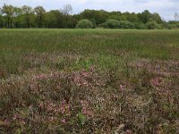 NL, Gelderland, Berg en Dal, De Bruuk 26, Saxifraga-Hans Boll