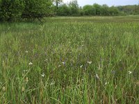 NL, Gelderland, Berg en Dal, De Bruuk 55, Saxifraga-Hans Boll