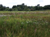 NL, Gelderland, Berg en Dal, De Bruuk 84, Saxifraga-Hans Boll