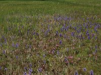 NL, Gelderland, Berg en Dal, De Bruuk 94, Saxifraga-Hans Boll