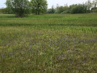 NL, Gelderland, Berg en Dal, De Bruuk 97, Saxifraga-Hans Boll