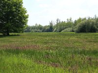 NL, Gelderland, Berg en Dal, De Bruuk 99, Saxifraga-Hans Boll