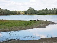 NL, Gelderland, Berg en Dal, Millingerwaard 14, Saxifraga-Tom Heijnen