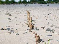 NL, Gelderland, Berg en Dal, Millingerwaard 16, Saxifraga-Tom Heijnen