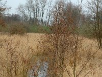 NL, Gelderland, Lingewaal, Nieuwe Zuider Lingedijk 1, Saxifraga-Marijke Verhagen