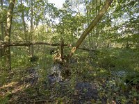 NL, Groningen, Hoogezand-Sappemeer, Westerbroek 10, Saxifraga-Jaap Schelvis : Westerbroek