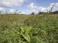 NL, Groningen, Hoogezand-Sappemeer, Westerbroek 20, Saxifraga-Jaap Schelvis : Westerbroek