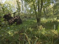 NL, Groningen, Hoogezand-Sappemeer, Westerbroek 6, Saxifraga-Jaap Schelvis : Westerbroek