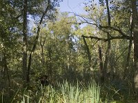 NL, Groningen, Hoogezand-Sappemeer, Westerbroek 8, Saxifraga-Jaap Schelvis : Westerbroek