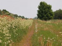 Een klein slingerpaadje  Een klein slingerpaadje loopt langs een rand van Fluitenkruid : Anthriscus sylvestris, Cow Parsley, Fluitenkruid, Netherlands, creative nature, gras, grass, herbs, hiking, holland, kruiden, landscape, landschap, loop, lopen, nederland, paadje, pad, path, pathway, rudmer zwerver, running, scenery, slingerpaadje, spring, summer, voorjaar, walking, wandel, wandelen, wandelpad, winding path, zomer