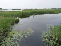 NL, Groningen, Noordlaren, Zuidlaardermeer near Uitkijktoren Leinewijk, Saxifraga-Tom Heijnen