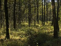 NL, Limburg, Nederweert, In den Vloed 14, Saxifraga-Jan van der Straaten