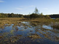 NL, Limburg, Nederweert, In den Vloed 24, Saxifraga-Jan van der Straaten