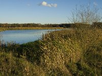 NL, Limburg, Nederweert, Laarderheide 3, Saxifraga-Jan van der Straaten