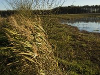 NL, Limburg, Nederweert, Laarderheide 4, Saxifraga-Jan van der Straaten