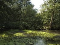 NL, Limburg, Roerdalen, Turfkoelen 1, Saxifraga-Marijke Verhagen