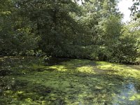 NL, Limburg, Roerdalen, Turfkoelen 9, Saxifraga-Marijke Verhagen