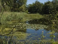 NL, Limburg, Weert, De Kleine IJzeren Man 1, Saxifraga-Marijke Verhagen