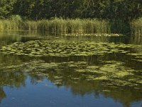 NL, Limburg, Weert, De Kleine IJzeren man 3, Saxifraga-Marijke Verhagen