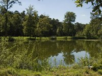 NL, Limburg, Weert, Eendenven 1, Saxifraga-Marijke Verhagen