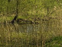 NL, Limburg, Weert, Heijkersbroek 7, Saxifraga-Jan van der Straaten