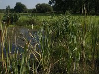 NL, Limburg, Weert, Kootspeel 4, Saxifraga-Jan van der Straaten