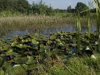 NL, Limburg, Weert, Kootspeel 7, Saxifraga-Jan van der Straaten