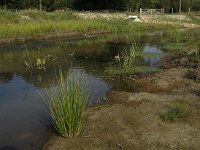 NL, Limburg, Weert, Leukerbeek 6, Saxifraga-Jan van der Straaten