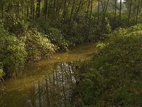 NL, Limburg, Weert, Roeventerpeel 11, Saxifraga-Jan van der Straaten