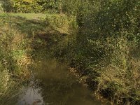 NL, Limburg, Weert, Roeventerpeel 19, Saxifraga-Jan van der Straaten