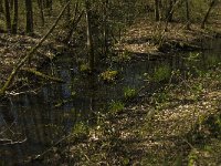 NL, Limburg, Weert, Roukespeel 5, Saxifraga-Jan van der Straaten