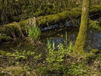 NL, Limburg, Weert, Roukespeel 6, Saxifraga-Jan van der Straaten