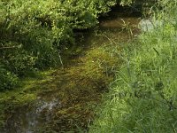 NL, Limburg, Weert, Wijfelterbroek 14, Saxifraga-Jan van der Straaten